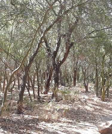 San Antonio Canyon Park