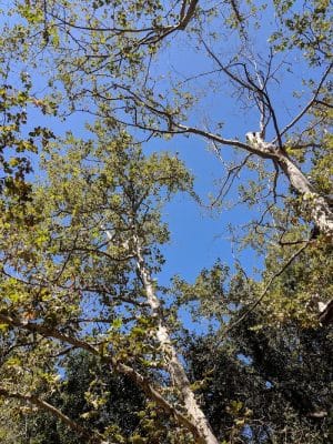 San Antonio Canyon Park