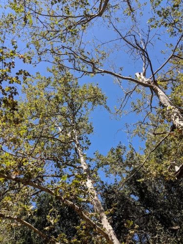 San Antonio Canyon Park