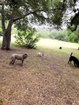 Toro Canyon Park