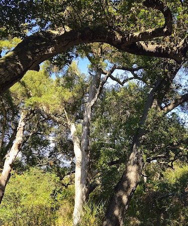 Toro Canyon Park