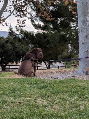 Canyon Country Park - Santa Clarita, CA