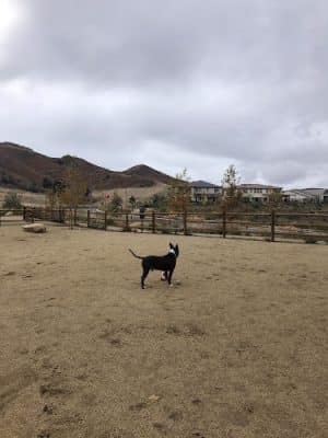 Dogwood Gated Community Dog Park