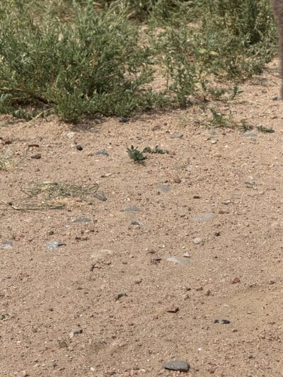 Frank S Ortiz Dog Park - Santa Fe, NM