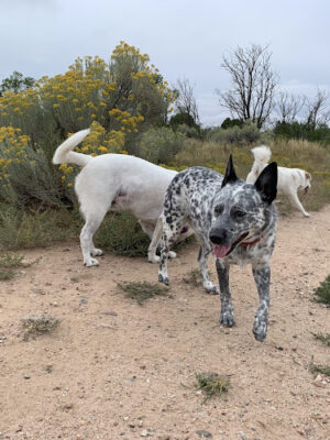 Frank S Ortiz Dog Park