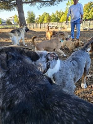 Coffey Park Dog Park