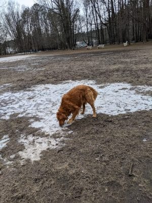 Saratoga Springs Dog Park