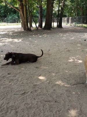 Saratoga Springs Dog Park