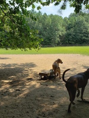 Saratoga Springs Dog Park