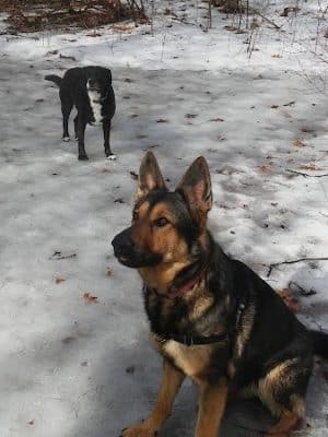 Saratoga Springs Dog Park