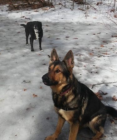 Saratoga Springs Dog Park