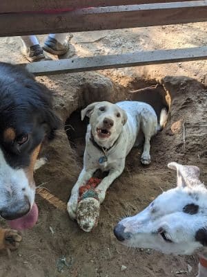 Saratoga Springs Dog Park