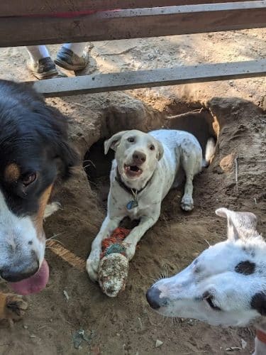 Saratoga Springs Dog Park