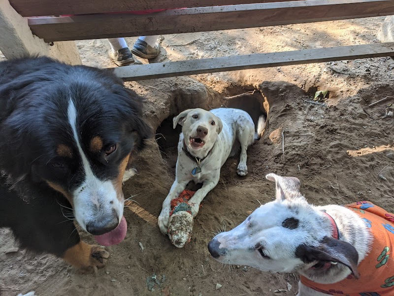 Saratoga Springs Dog Park - Saratoga Springs, NY