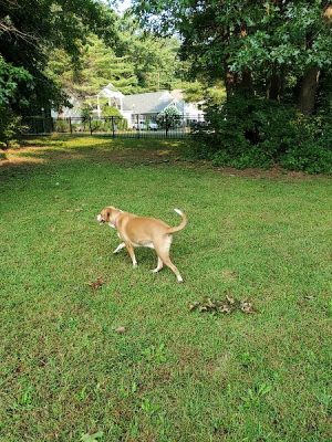 Saratoga Springs Dog Park