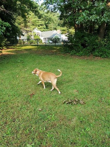 Saratoga Springs Dog Park