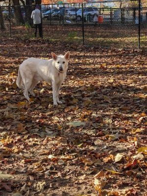 Saratoga Springs Dog Park