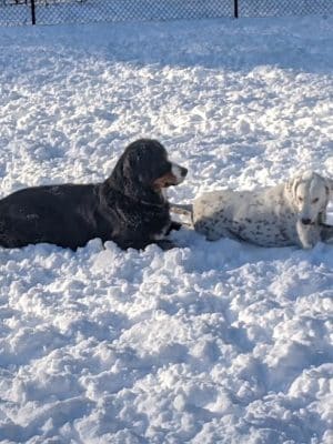 Saratoga Springs Dog Park
