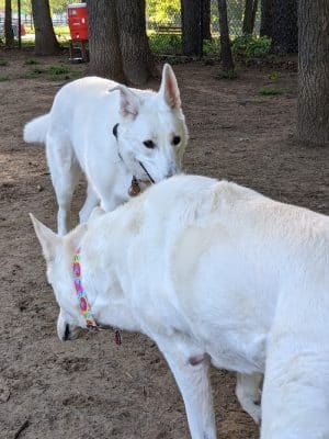 Saratoga Springs Dog Park