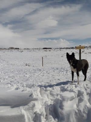 Saratoga dog park