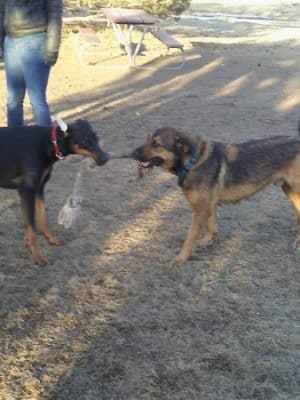 Sartell Dog Park - Sartell, MN