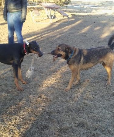 Sartell Dog Park