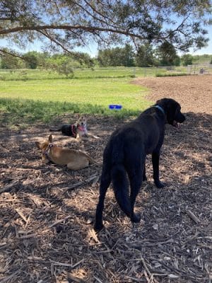 Sartell Dog Park - Sartell, MN
