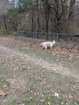 Tails n' Trails Dog Park