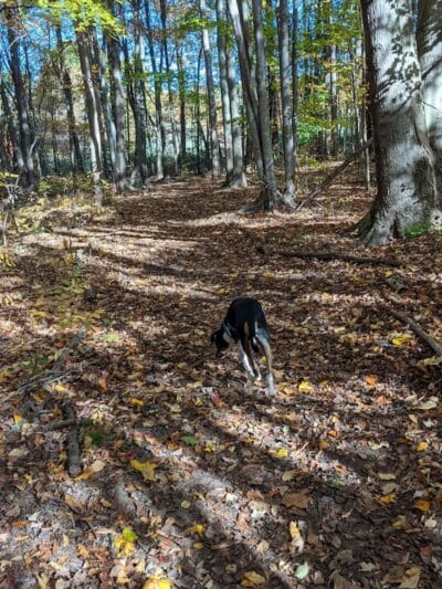 Tails n' Trails Dog Park - Saugatuck, MI