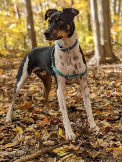 Tails n' Trails Dog Park - Saugatuck, MI