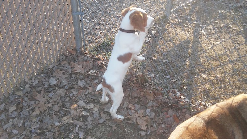 Tails n' Trails Dog Park - Saugatuck, MI