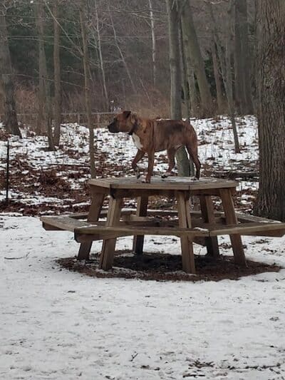 Tails n' Trails Dog Park - Saugatuck, MI