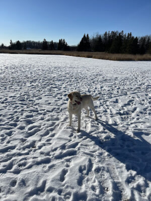 Chippewa County Animal Control & Dog Park