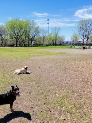Savage Dog Park