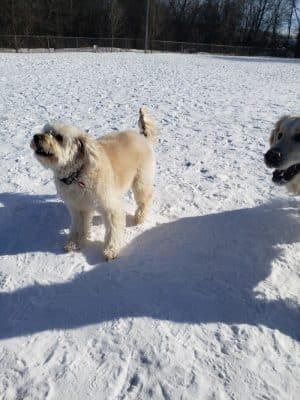 Savage Dog Park