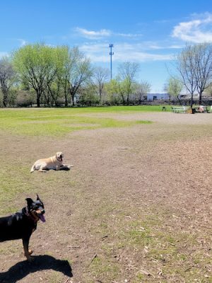Savage Dog Park