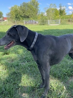 Savage Dog Park