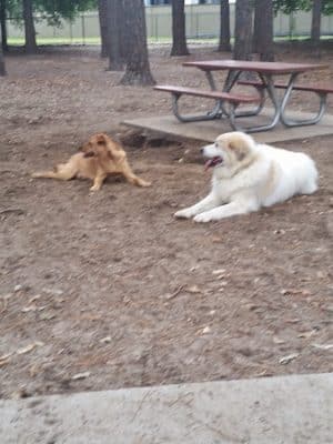 Herty Pines Dog Park - Savannah, GA