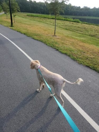 Mohawk Dog Park - Savannah, GA