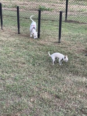 Mohawk Dog Park - Savannah, GA
