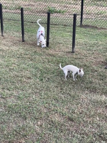Mohawk Dog Park - Savannah, GA