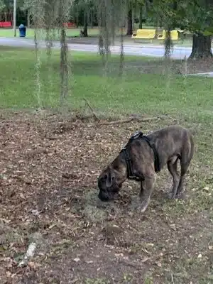 Windsor Forest Dog Park