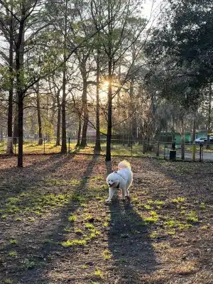 Windsor Forest Dog Park
