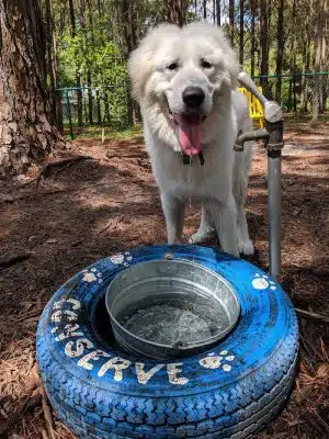 Windsor Forest Dog Park