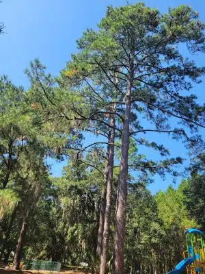 Windsor Forest Dog Park