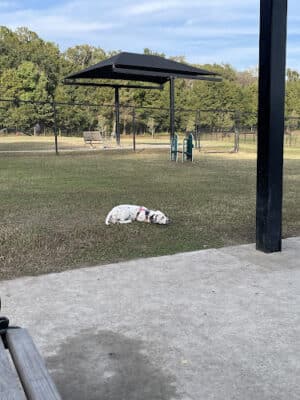 Mohawk Dog Park