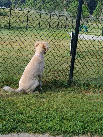 Mohawk Dog Park - Savannah,