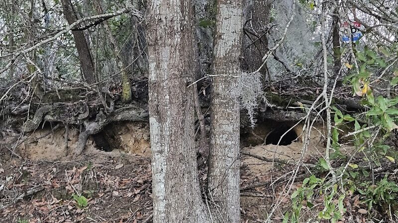Mohawk Dog Park - Savannah,