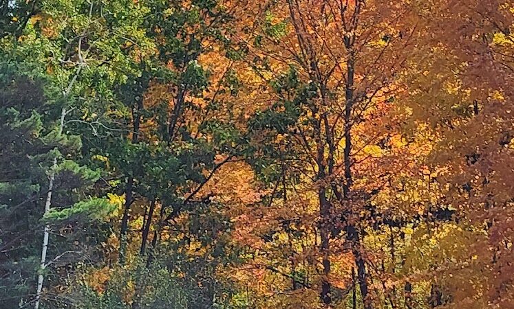Harbert Community Park - Sawyer,