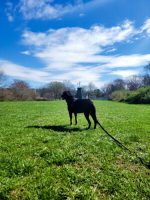 Islip Grange Park